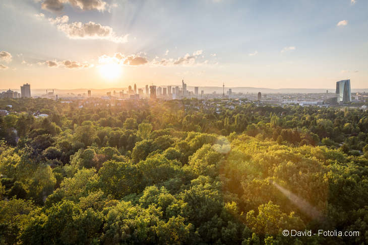 Im Vordergrund der Blick auf zahlreiche Bäume von oben. Im Hintergrund die Skyline einer Großstadt.