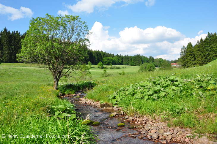 Ein kleiner Bach und rechts daneben ein kleiner Baum, umgeben von Wiese und Wald.