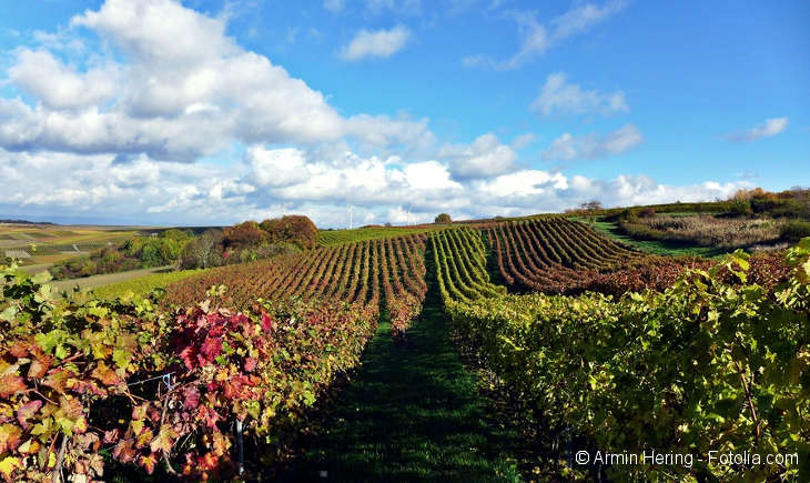 There is a vineyard and the weather is fine.